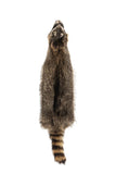 Dakotaline® Tanned Raccoon Pelt | Premium Fur Pelt for Home, Lodge & Cabin Décor